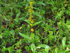 Solidago virgaurea