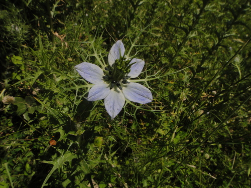 černuška damascénska (Nigella damascena)