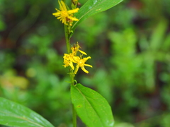 Solidago virgaurea
