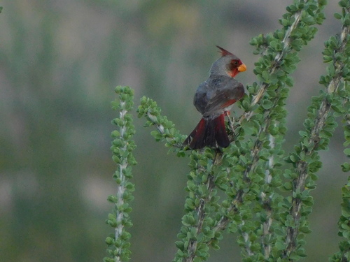 Cardinal pyrrhuloxia