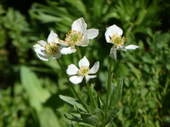 Anemonastrum zephyrum