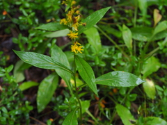 Solidago virgaurea