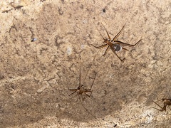 Hadenoecus subterraneus