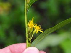 Solidago virgaurea