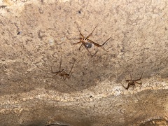 Hadenoecus subterraneus