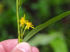 Solidago virgaurea