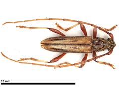 Eburida sublineata