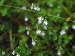 Euphrasia