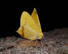 Nepheloleuca complicata