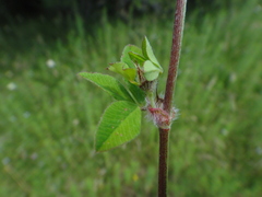 Trifolium pallidum