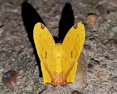 Nepheloleuca complicata