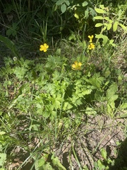 Ranunculus acris acris