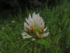 Trifolium pallidum