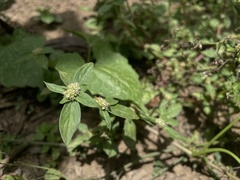 Spermacoce prostrata
