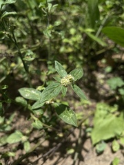 Spermacoce prostrata