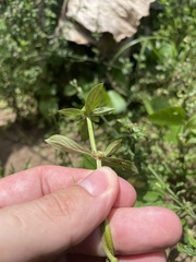 Spermacoce prostrata