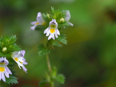 Euphrasia