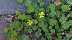 Oxalis corniculata