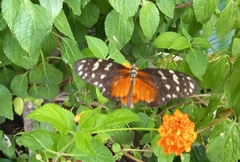 Heliconius hecale