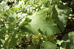 Arctium nemorosum