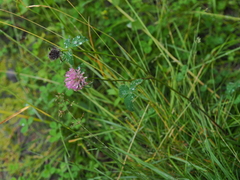 Trifolium pratense