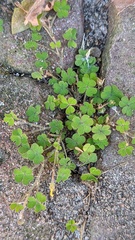 Oxalis corniculata