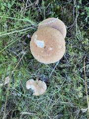 Suillus variegatus