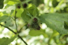 Arctium nemorosum