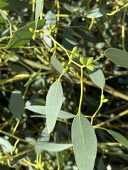 Eucalyptus gunnii