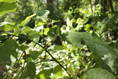Arctium nemorosum