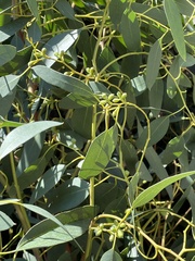 Eucalyptus gunnii
