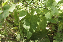 Arctium nemorosum