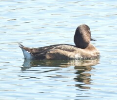 Aythya fuligula