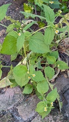 Galinsoga quadriradiata