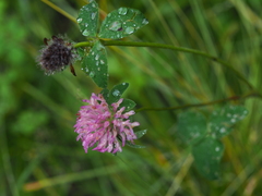 Trifolium pratense