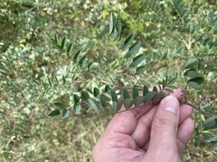 Indigofera tinctoria