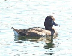 Aythya fuligula