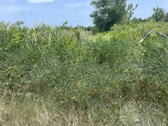 Indigofera tinctoria