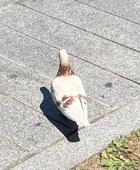 Columba livia domestica