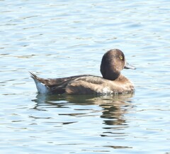 Aythya fuligula