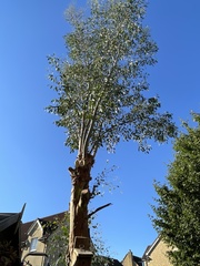 Eucalyptus gunnii
