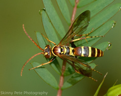 Poecilopompilus interruptus