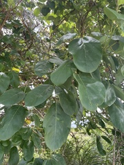 Erythrina fusca