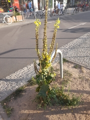 Verbascum