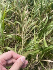 Paspalum fasciculatum