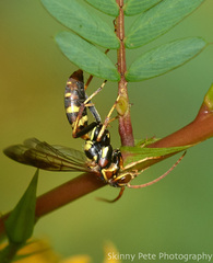 Poecilopompilus interruptus