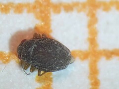 Schizopteridae