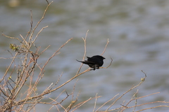 Dicrurus macrocercus harterti