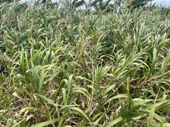 Paspalum fasciculatum