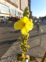 Verbascum